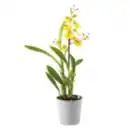 Bild 1 von Orchideen-Mix „Exotisch“