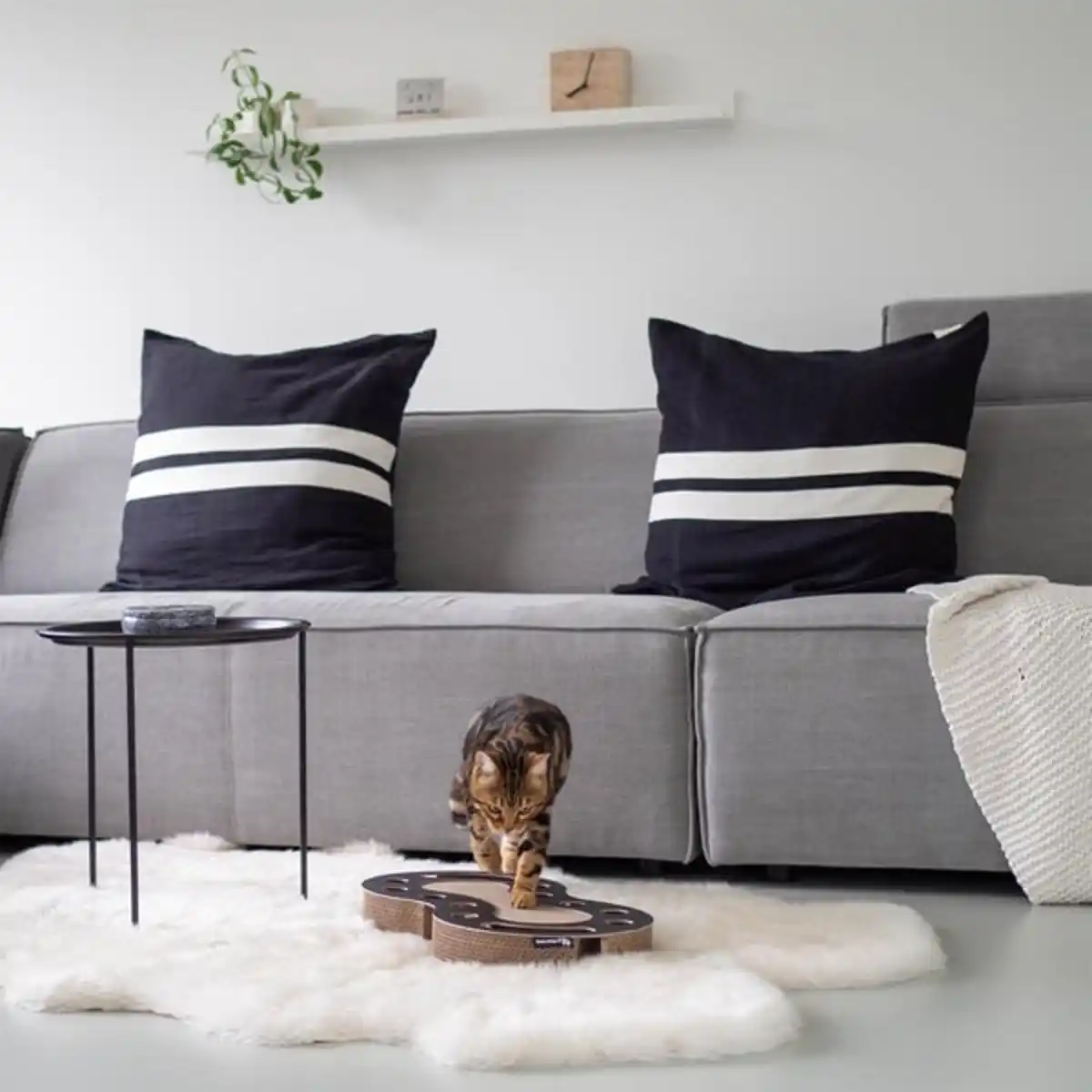 Bild 2 von District 70 Kratzpappe Snake schwarz