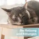 Bild 4 von Felisept Hautpflegespray für Katzen 250ml