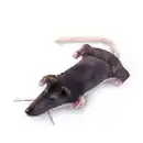 Bild 1 von PetTec interaktives Plüschtier für Katzen - Ratte