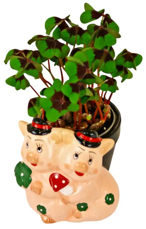 Bild 2 von Glücksklee