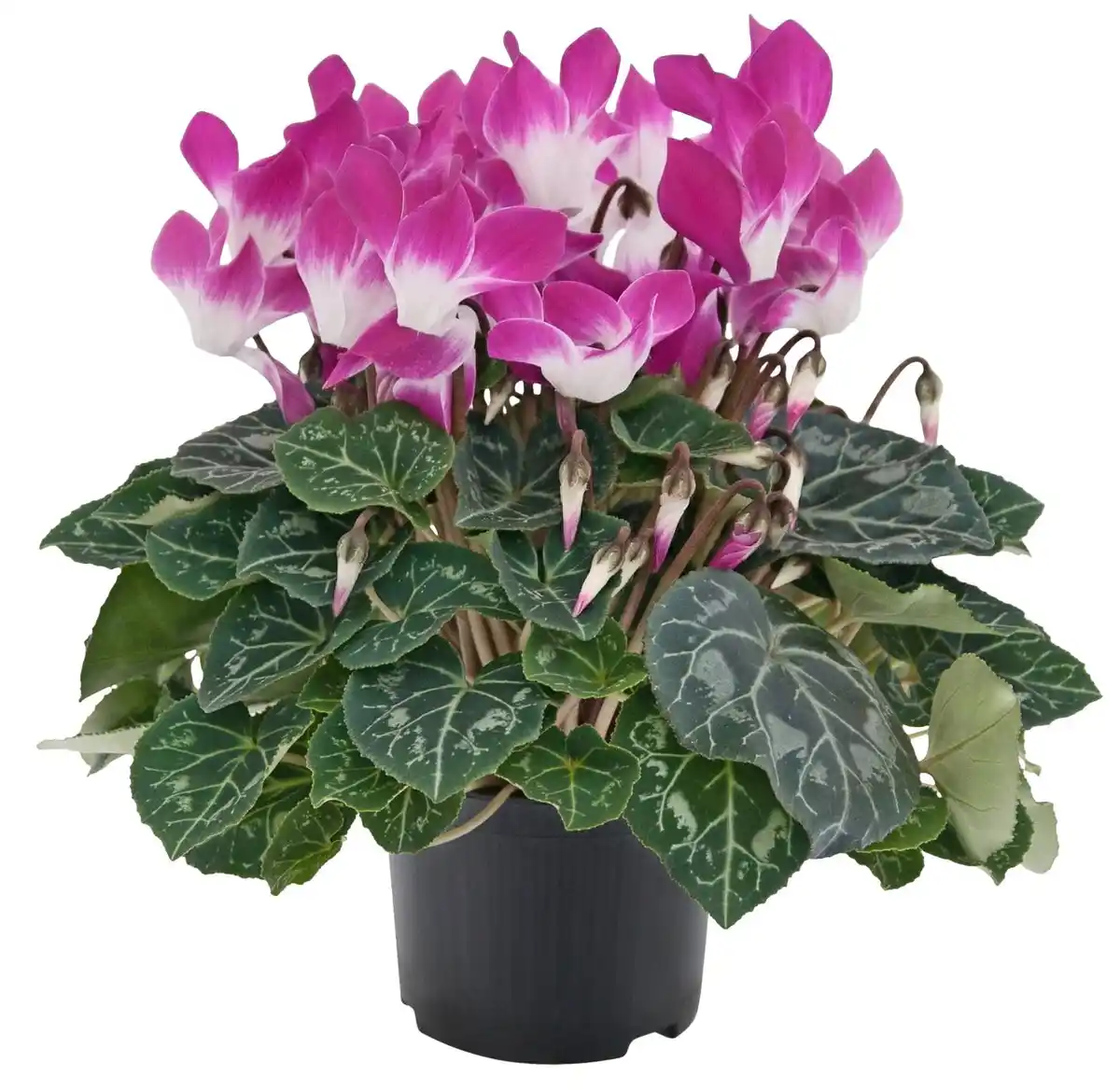 Bild 1 von Alpenveilchen Sondersorten