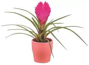 Mini Pflanzen im Keramik-Übertopf