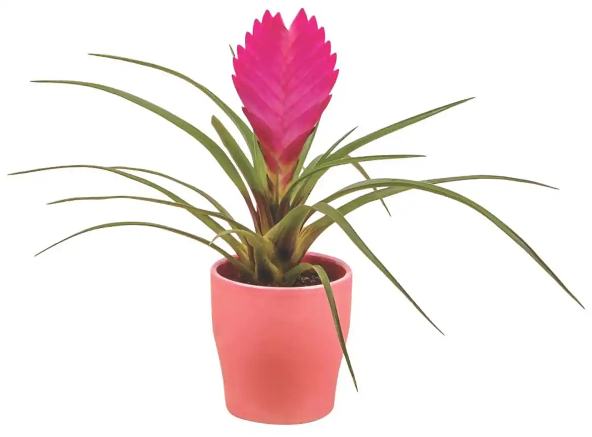 Bild 1 von Mini Pflanzen im Keramik-Übertopf