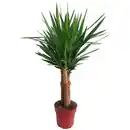 Bild 3 von Green Is Mix z.B. Drachenbaum 3er Stamm, Rasierpinselbaum Topf-Ø ca. 17 cm