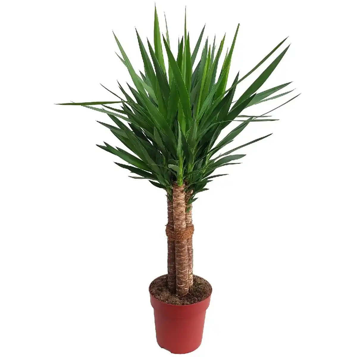 Bild 3 von Green Is Mix z.B. Drachenbaum 3er Stamm, Rasierpinselbaum Topf-Ø ca. 17 cm