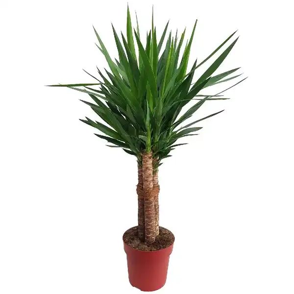 Bild 3 von Green Is Mix z.B. Drachenbaum 3er Stamm, Rasierpinselbaum Topf-Ø ca. 17 cm