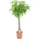 Bild 2 von Green Is Mix z.B. Drachenbaum 3er Stamm, Rasierpinselbaum Topf-Ø ca. 17 cm