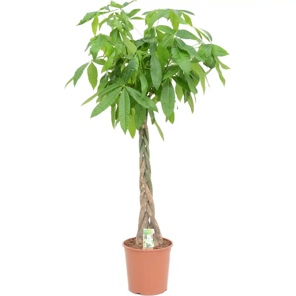 Bild 2 von Green Is Mix z.B. Drachenbaum 3er Stamm, Rasierpinselbaum Topf-Ø ca. 17 cm