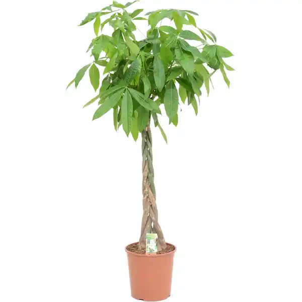 Bild 2 von Green Is Mix z.B. Drachenbaum 3er Stamm, Rasierpinselbaum Topf-Ø ca. 17 cm