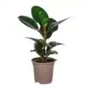 Bild 4 von GARDENLINE Grünpflanze