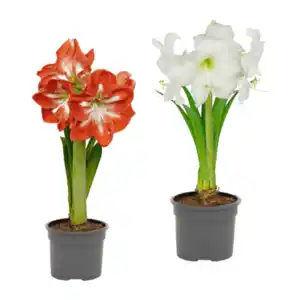 GARDENLINE Amaryllis im Topf