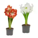 Bild 1 von GARDENLINE Amaryllis im Topf