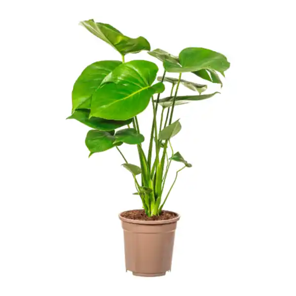 Bild 2 von GARDENLINE Grünpflanze