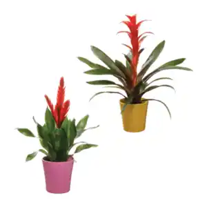 GARDENLINE Guzmania / Vriesea