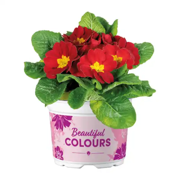 Bild 2 von GARDENLINE Primeln