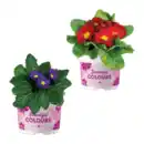 Bild 1 von GARDENLINE Primeln