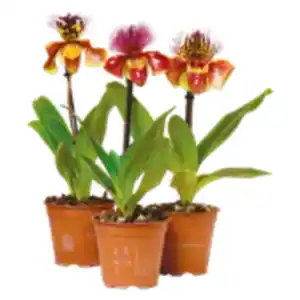 Orchidee „Frauenschuh“