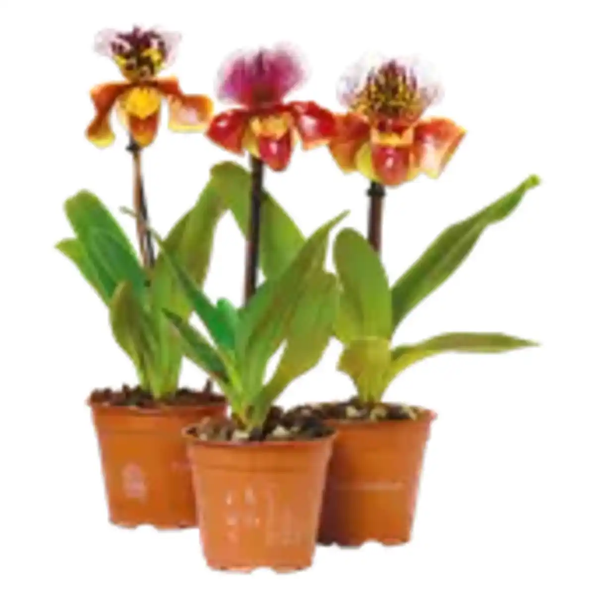 Bild 1 von Orchidee „Frauenschuh“