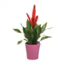 Bild 2 von GARDENLINE Guzmania / Vriesea