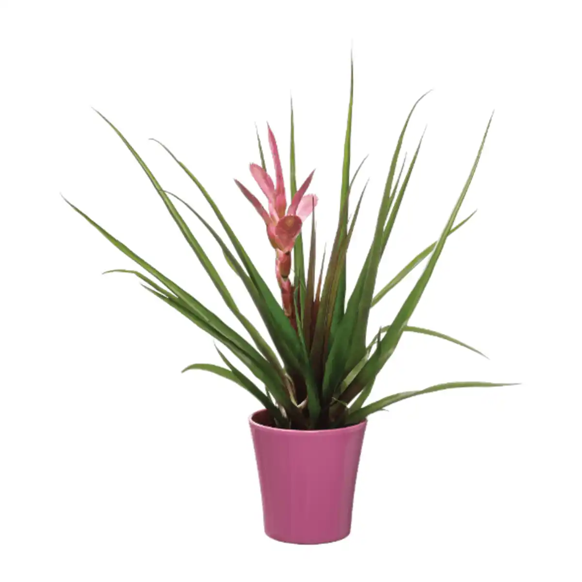 Bild 4 von GARDENLINE Guzmania / Vriesea