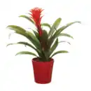 Bild 3 von GARDENLINE Guzmania / Vriesea