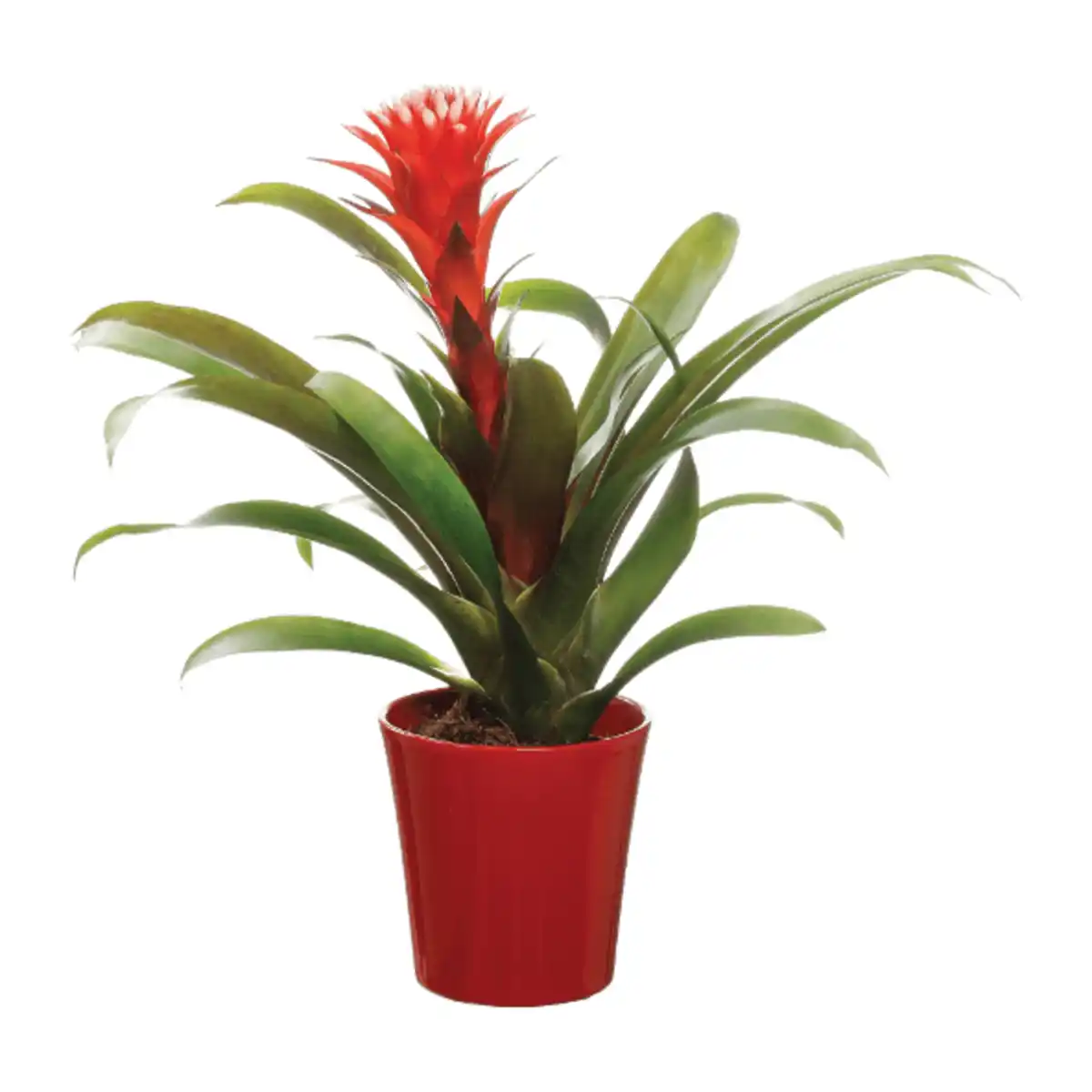 Bild 3 von GARDENLINE Guzmania / Vriesea