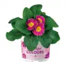 Bild 4 von GARDENLINE Primeln