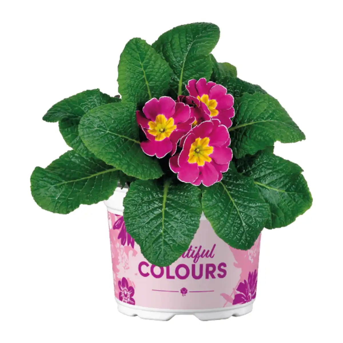 Bild 4 von GARDENLINE Primeln