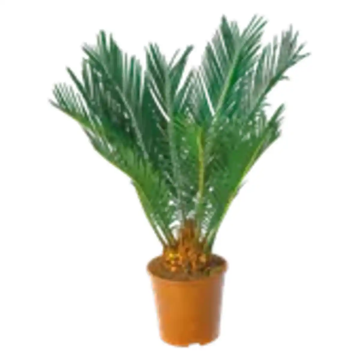 Bild 1 von Japanischer Palmfarn „Cycas revoluta“