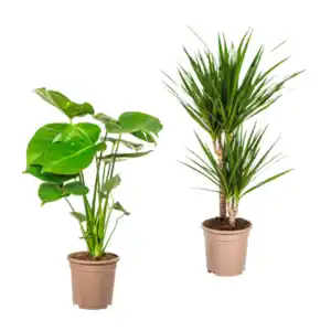 GARDENLINE Grünpflanze