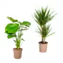 Bild 1 von GARDENLINE Grünpflanze