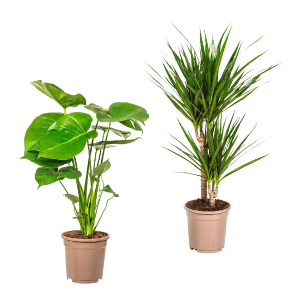 Bild 1 von GARDENLINE Grünpflanze