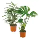 Bild 1 von Grünpflanze