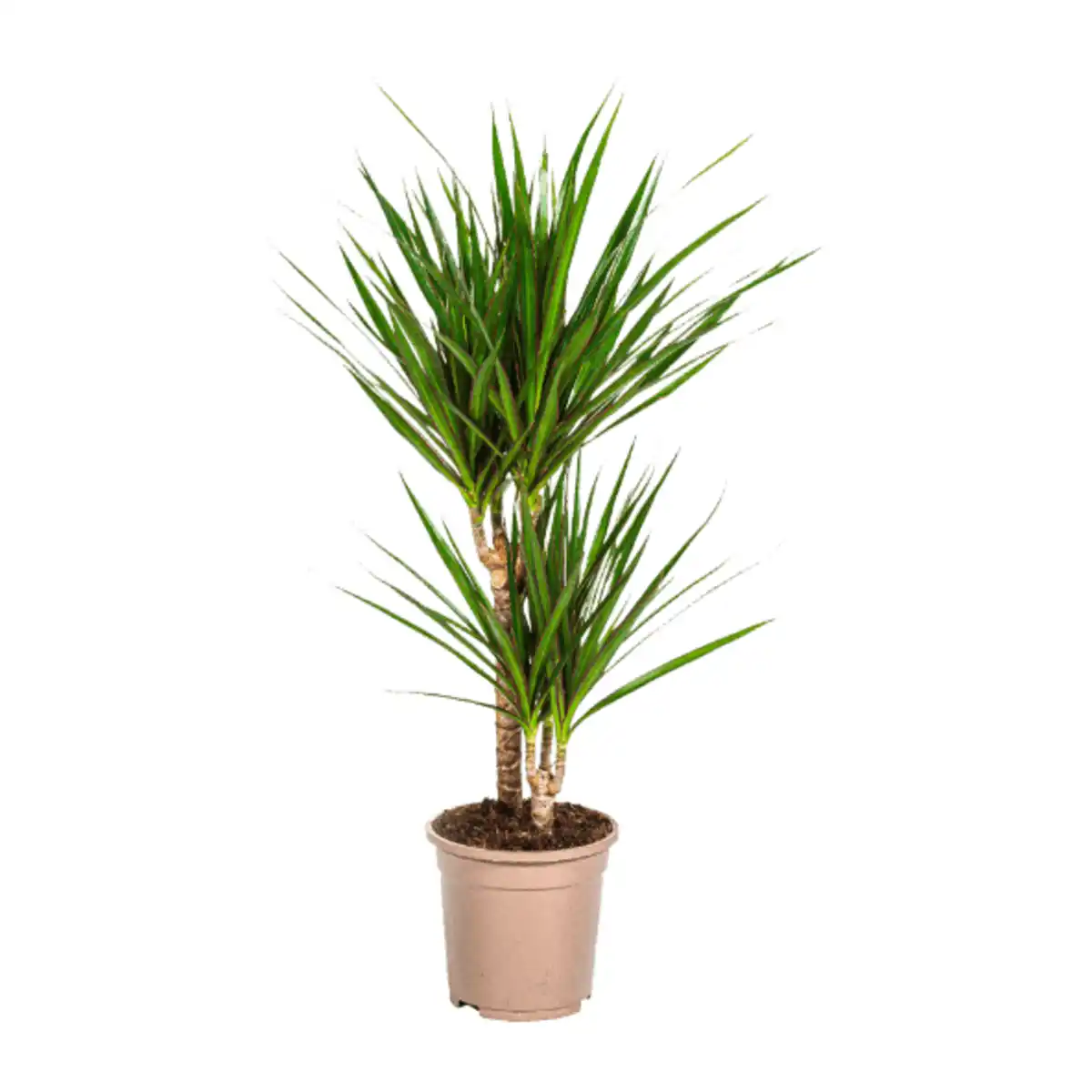 Bild 3 von GARDENLINE Grünpflanze