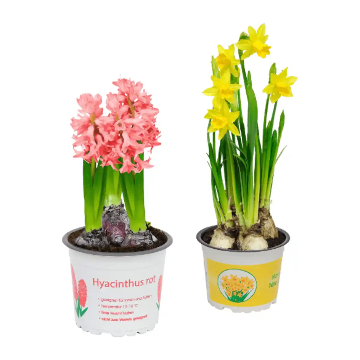 Bild 1 von GARDENLINE Narzissen / Hyazinthen