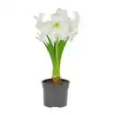 Bild 3 von GARDENLINE Amaryllis im Topf