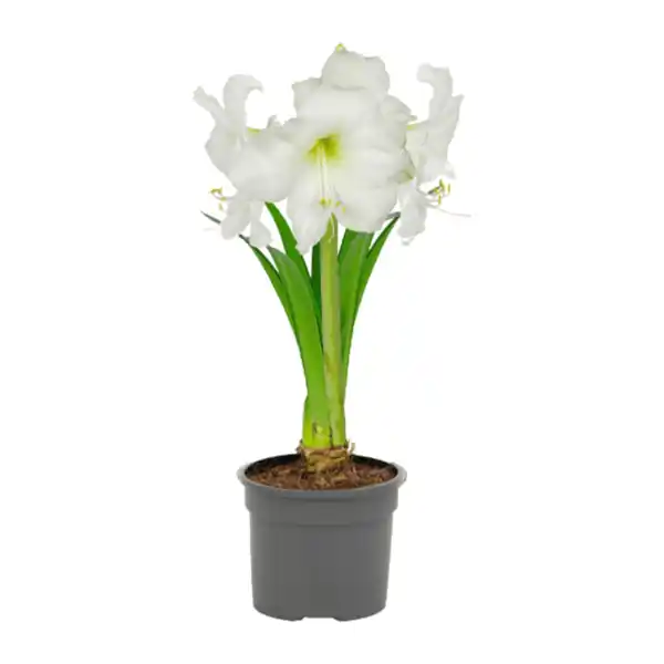Bild 3 von GARDENLINE Amaryllis im Topf