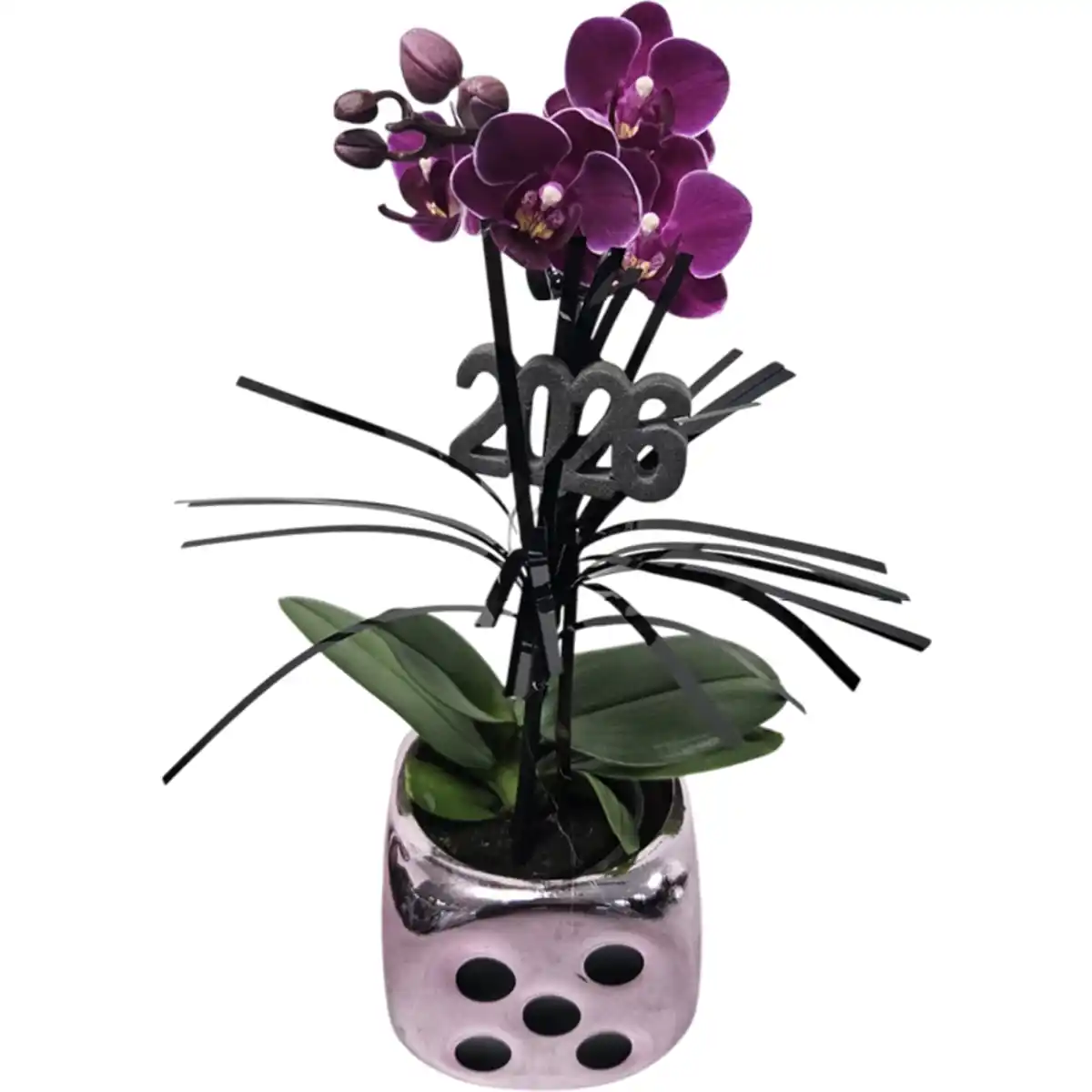 Bild 1 von Mini-Orchidee****