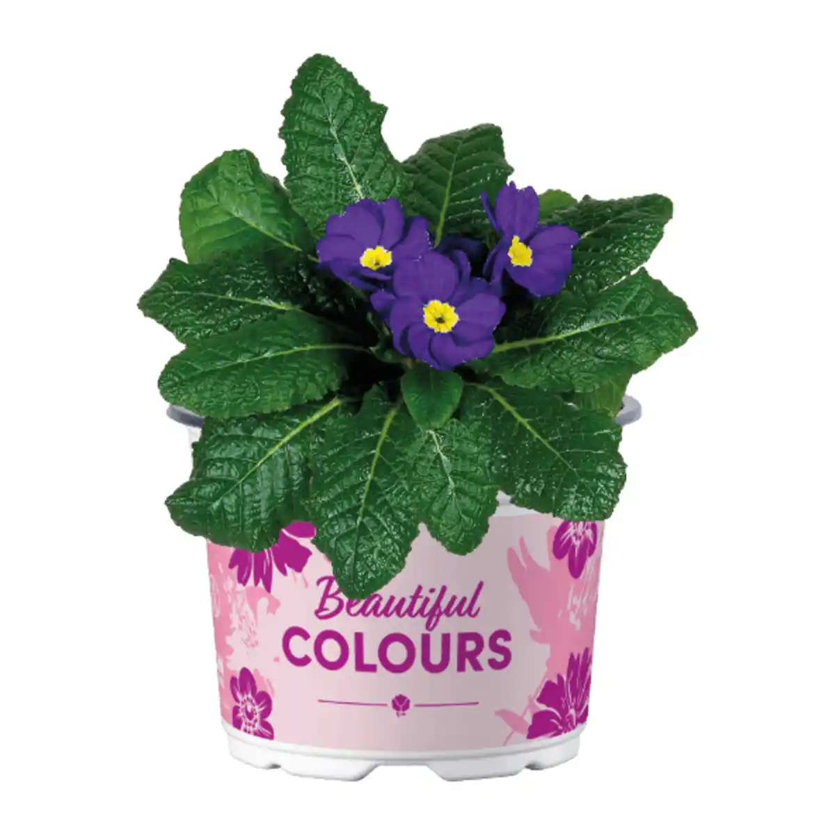 Bild 3 von GARDENLINE Primeln