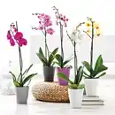 Bild 1 von Orchidee Phalaenopsis