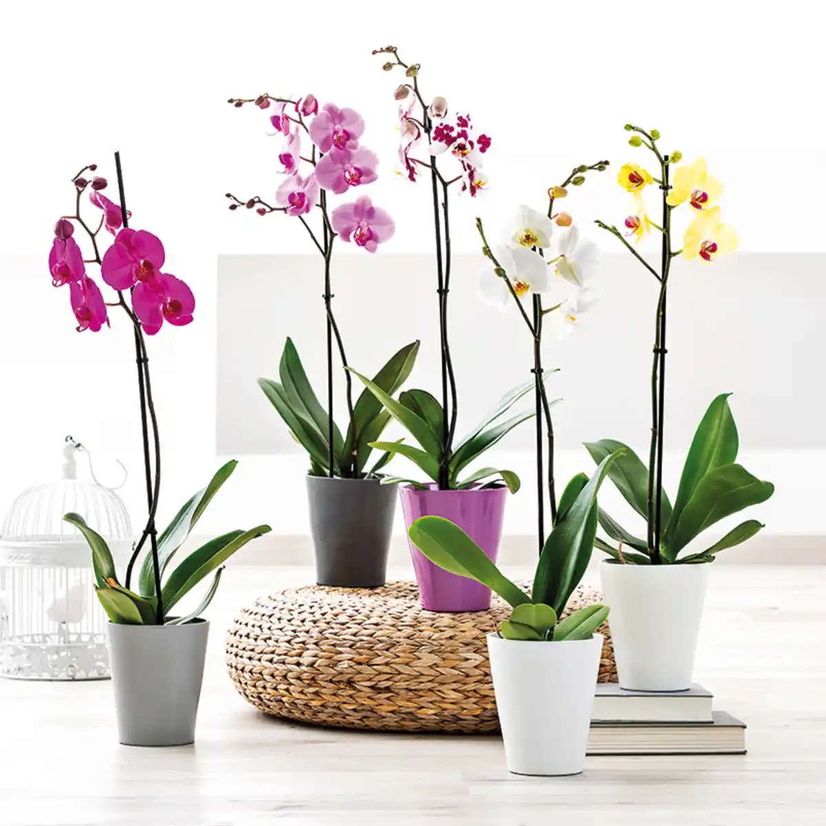 Bild 1 von Orchidee Phalaenopsis