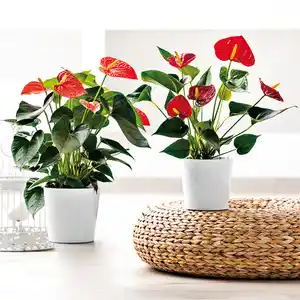 Flamingoblume "Anthurie"