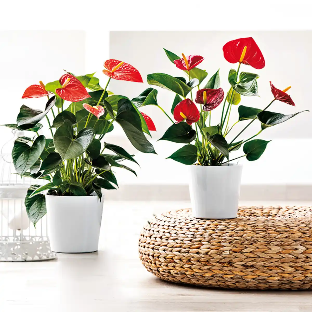 Bild 1 von Flamingoblume "Anthurie"