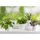 Bild 1 von Grünpflanzen