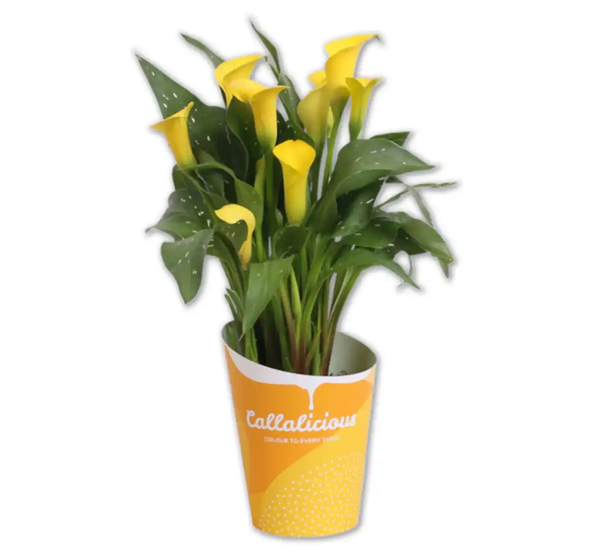 Bild 1 von Zimmerkalla*