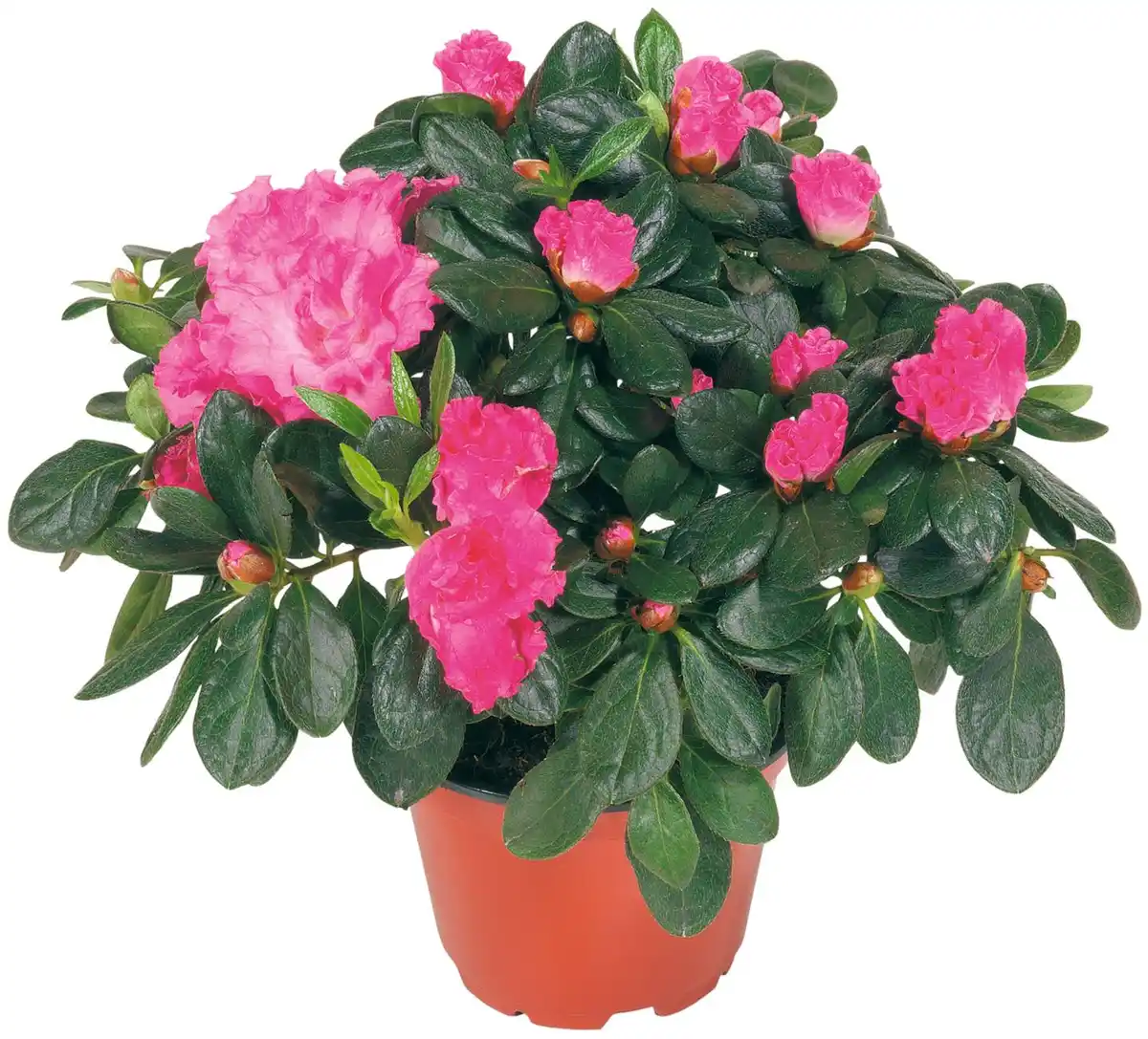 Bild 3 von Blühpflanzen