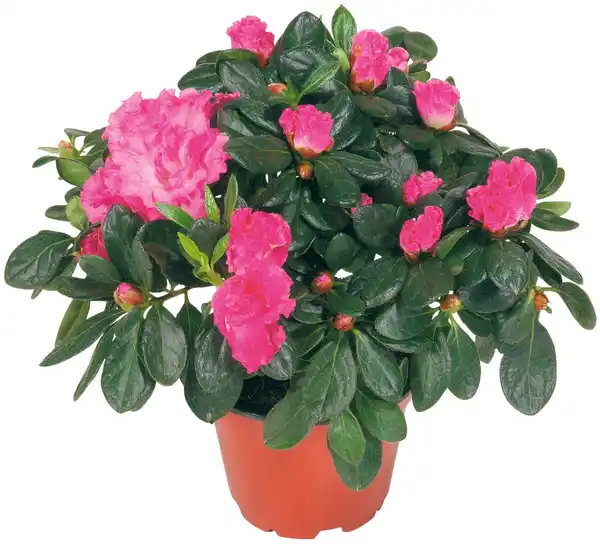 Bild 3 von Blühpflanzen