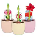 Bild 1 von Amaryllis
