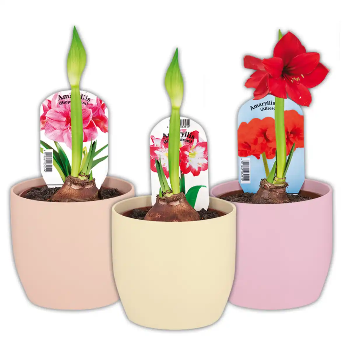 Bild 1 von Amaryllis